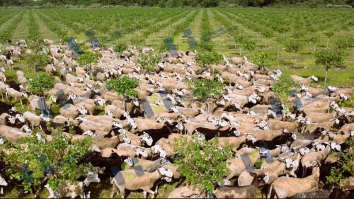Ki Foto Tecnología Hortícola.jpg